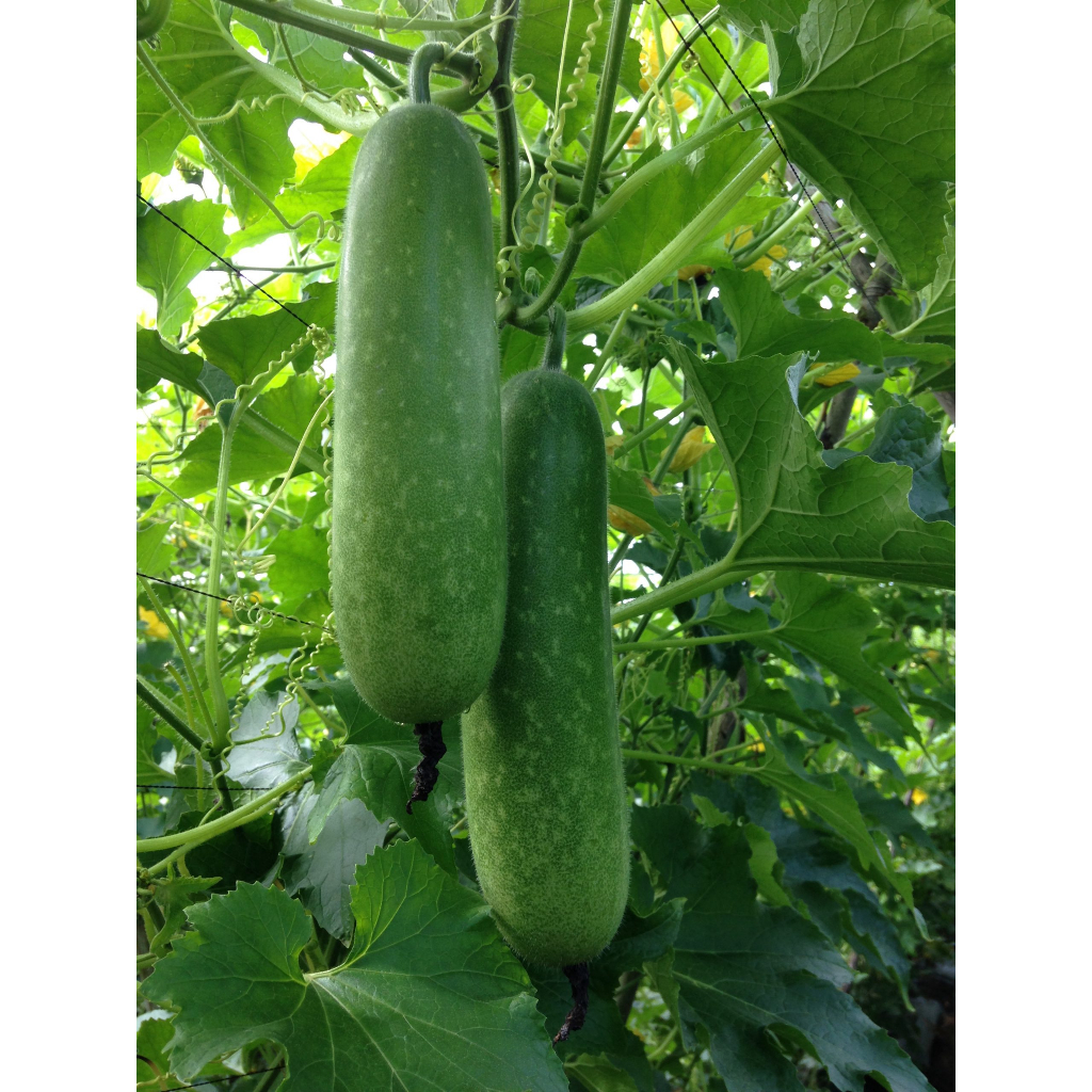 20 BIJI BENIH F1 HYBRID KUNDUR BULU LABU AIR BANGLA atau TIMUN BULU HAIRY GOURD SEED JENIS PANJANG