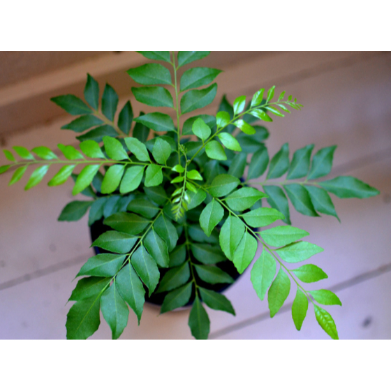 Anak Pokok Kari 咖喱叶树苗 | Curry Leaf Tree | Edible Curry Leaves