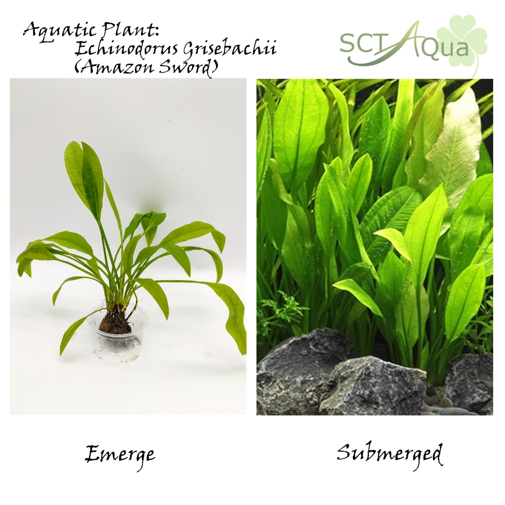 Echinodorus Grisebachii(Amazon Sword)皇冠草-Emerge水上叶/Aquatic Plant//Tumbuhan Akuatik/terrarium/ paludarium/Vivarium