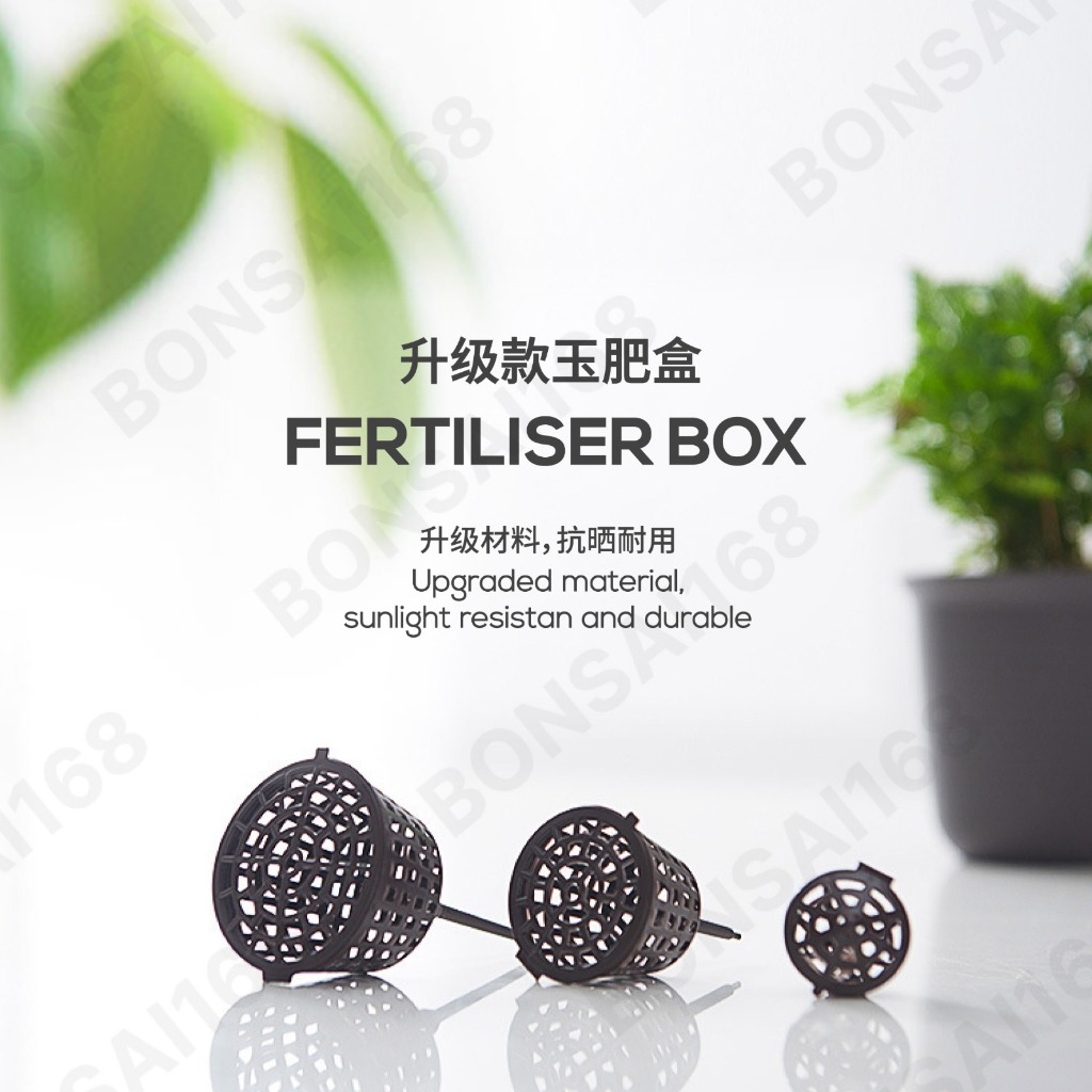 my-11134207-7ras8-m0l34gsyj863fc Orked Harimau - Grammatophyllum speciosum Blume