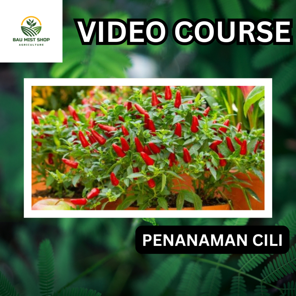Course Tanam Cili Pokok Kursus Lengkap| Panduan Ebook & Video A-Z