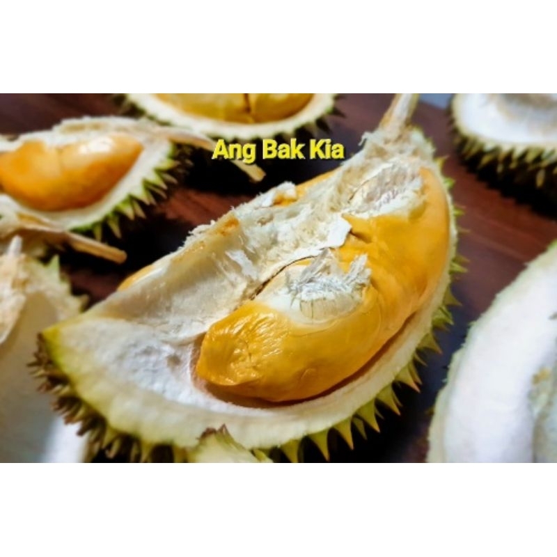 Pokok Durian Rare Ang Bak Kia