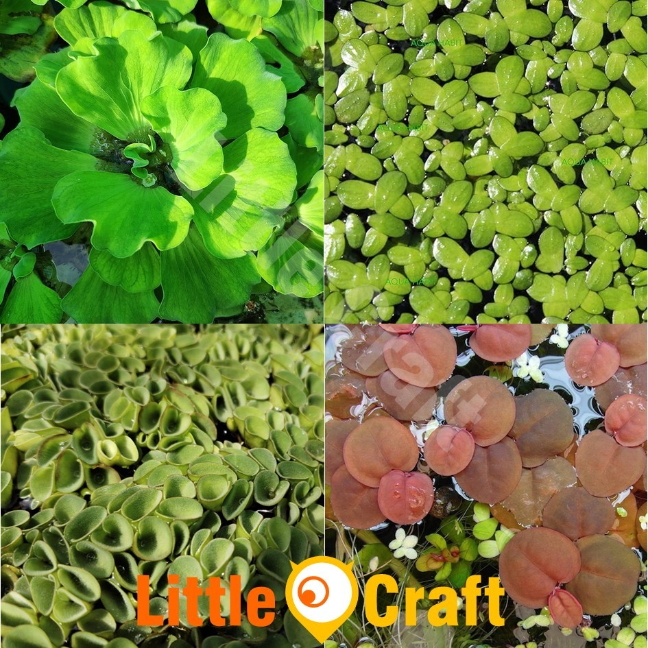 Floating Plant Salvinia Water Lettuce Duckweed Azolla Frogbit Green Rose Kiambang Air 浮萍
