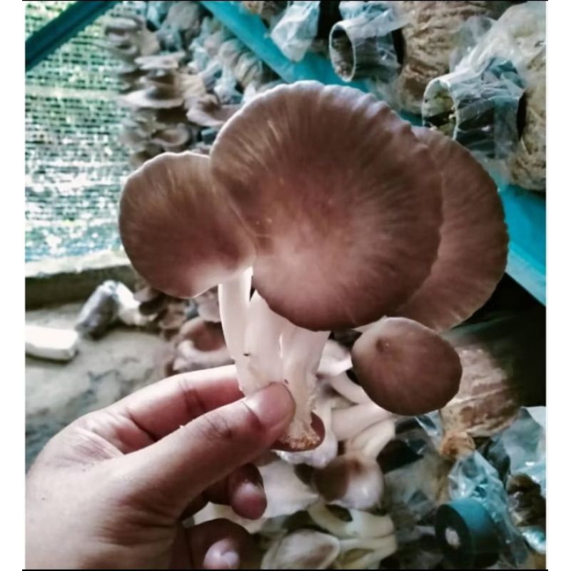 READY STOCK Bongkah cendawan tiram kelabu matang!!!