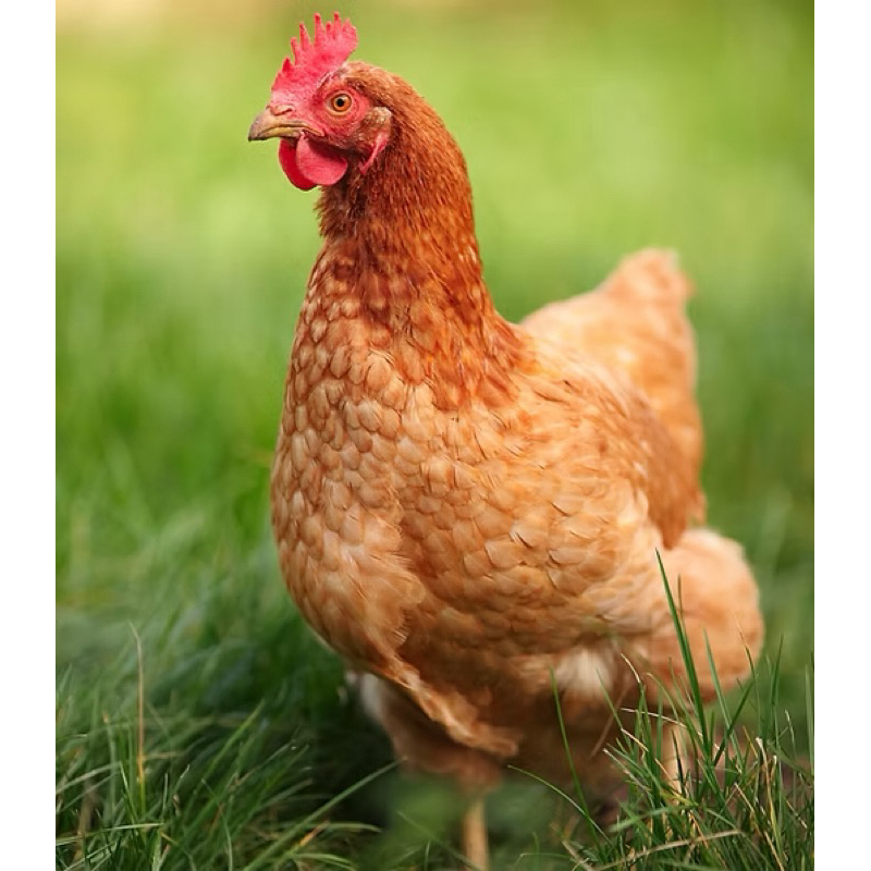 Telur berbenih Ayam Golden sex Link