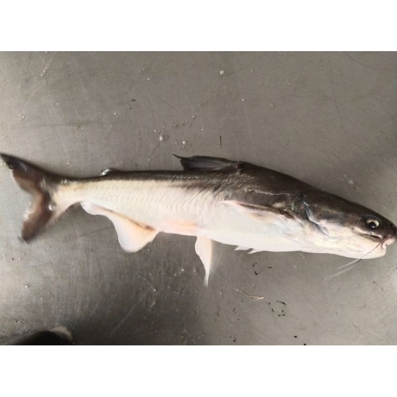 ikan patin buah 900 - 1200g