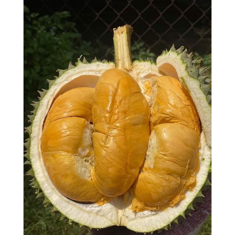 Pokok Durian Blackthorn ( Duri itam) .