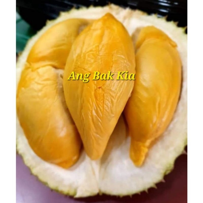 Pokok Durian Rare Ang Bak Kia