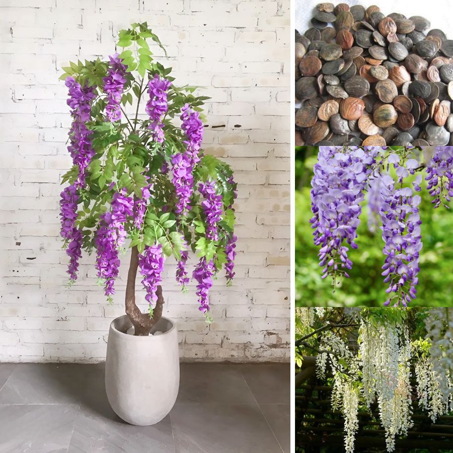 [Ready Stock] Biji Benih Bunga Wisteria Diimport Dari Jepun – Warna Campur Mix, Keindahan Taman Anda