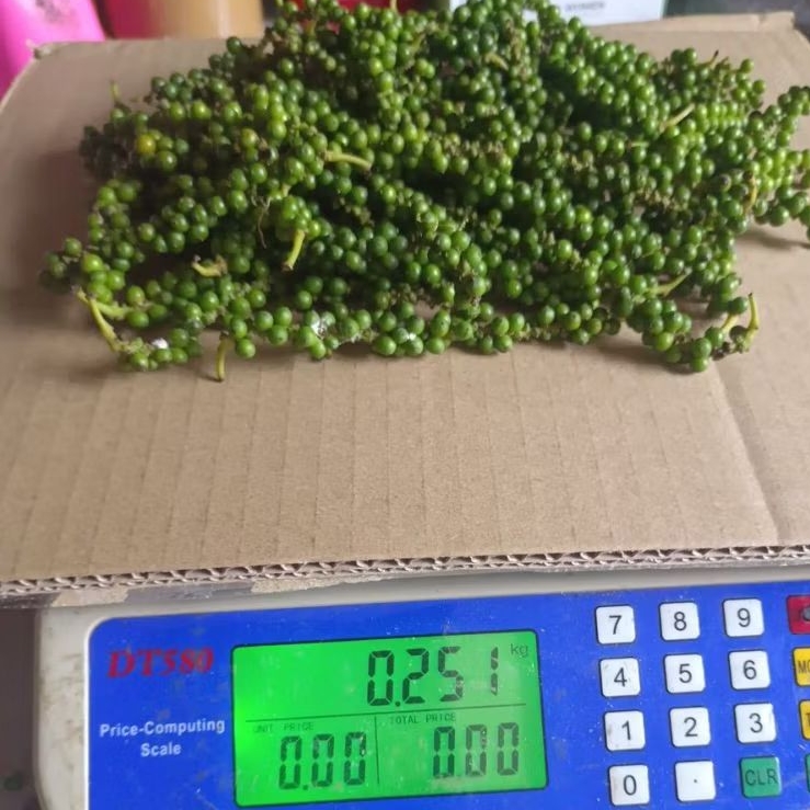 Fresh green pappercorn/ Lada hijau segar sesuai untuk ulam 250gm banyak seperti dalam gambar