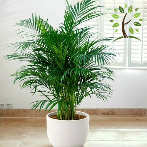 Berjaya Plant Nursery - Jawa Palm(Pokok Bunga Hidup/Pokok Hiasan Dalam Rumah/Real Live Indoor Plant)