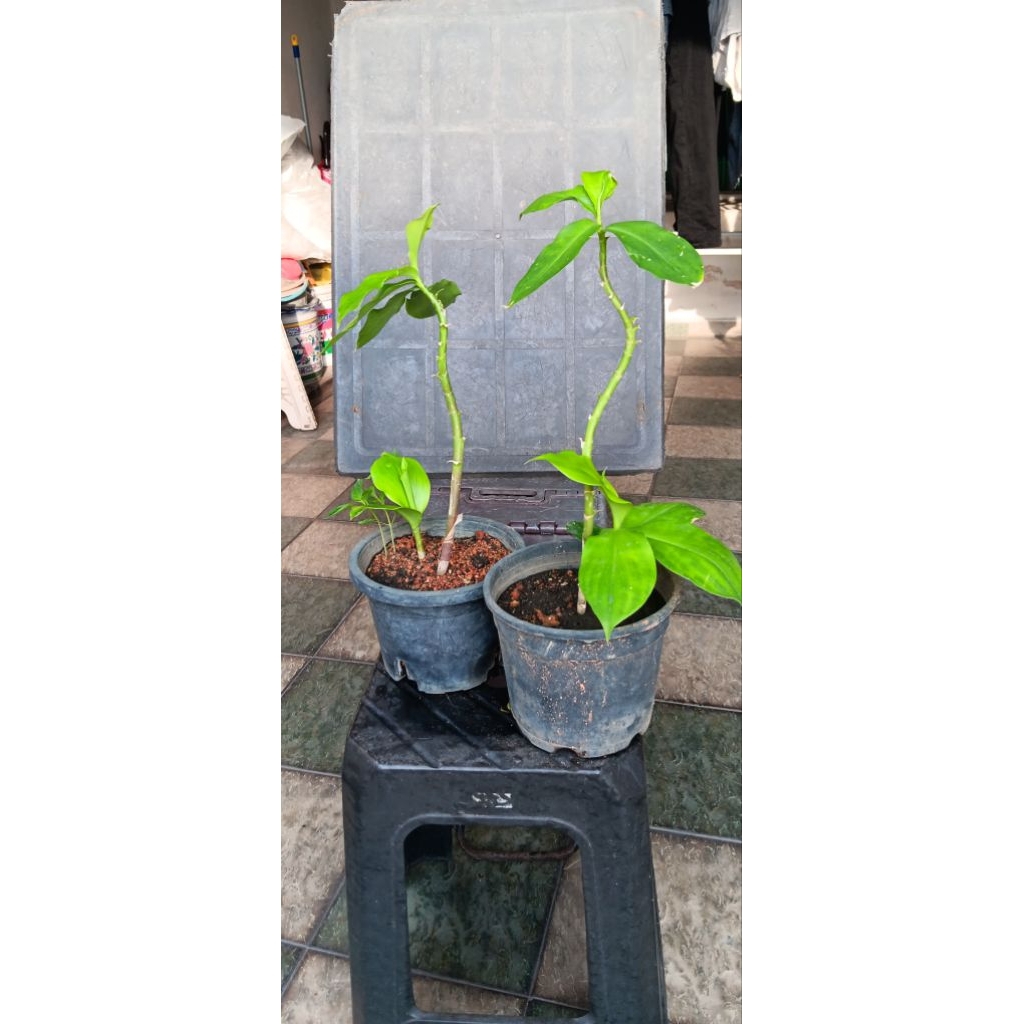 Pokok Insulin Menurunkan Gula Dalam Darah