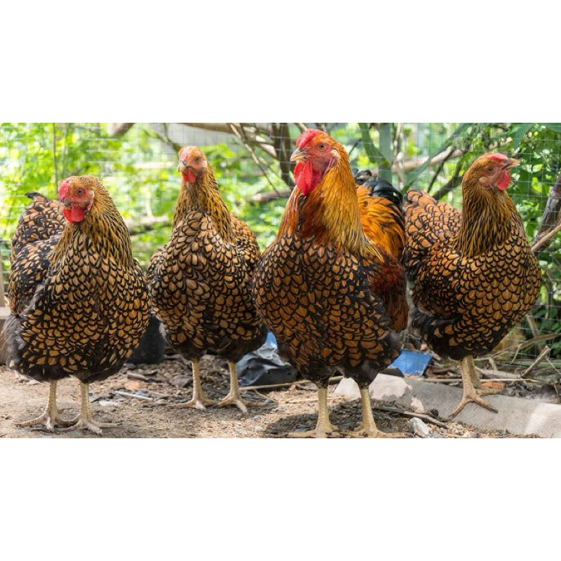 Telur berbenih ayam golden/ silver Wyandotte