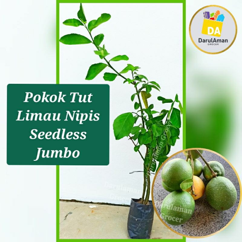 Pokok Tut Limau Nipis Size Jumbo Seedless Cepat Berbuah Buahnya sama size orange Pokoknya tidak beeduri