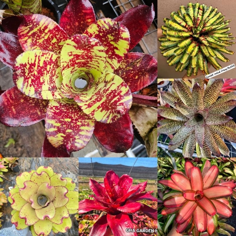 Rare Bromeliad / Live plant / Bunga nenas viral / Bromeliad Gardening / Gha Garden House / Baja Bromeliad /