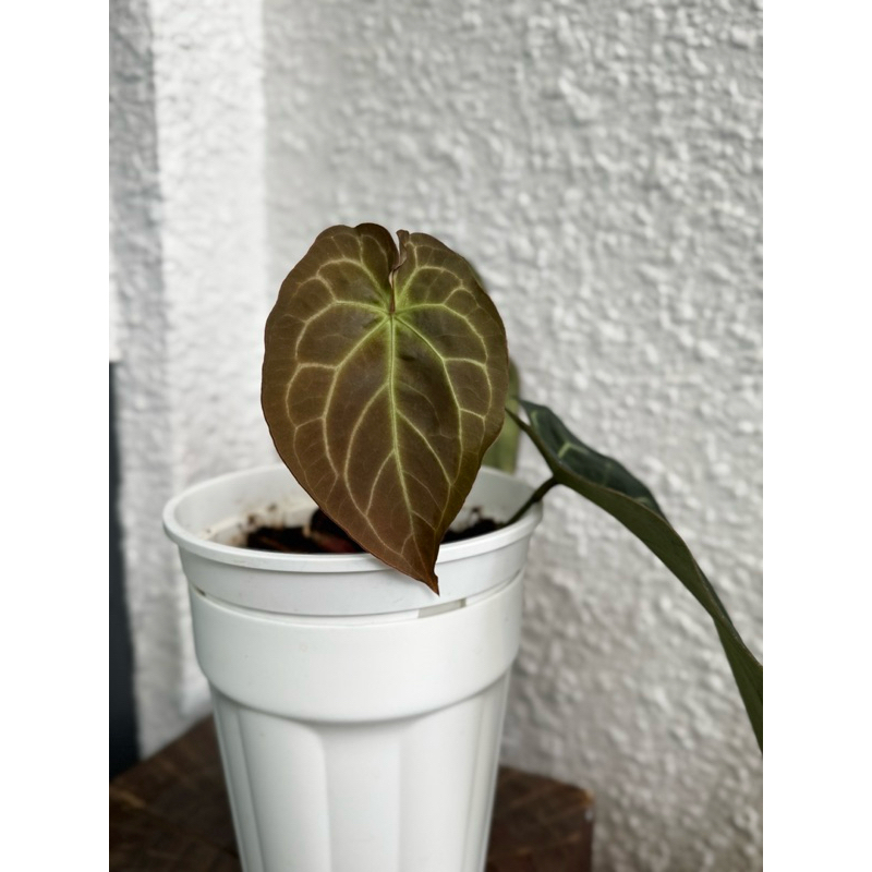 indoor live plant premium anthurium multi veins chocolate Crystallinum