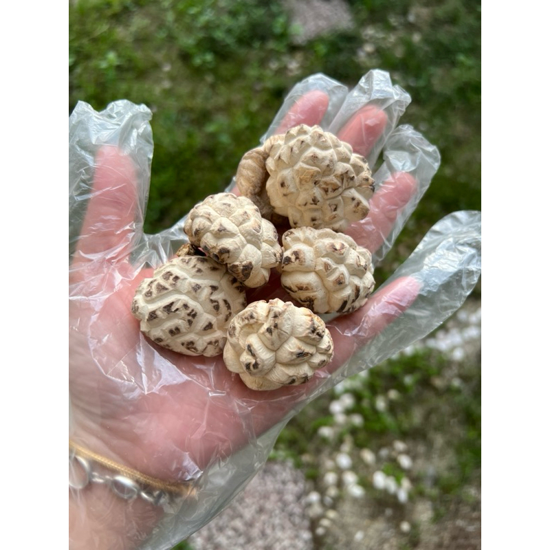 Dried Mushroom| 日本级天白花菇Japanese Premium Tian Bai White Mushroom 天白花菇100克