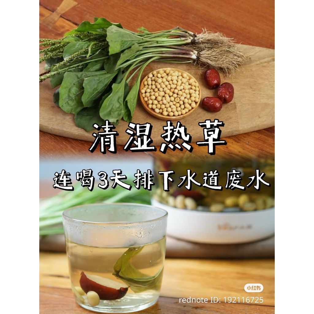 Plantain Clearing Heat and Wet Herbal Tea 120g+