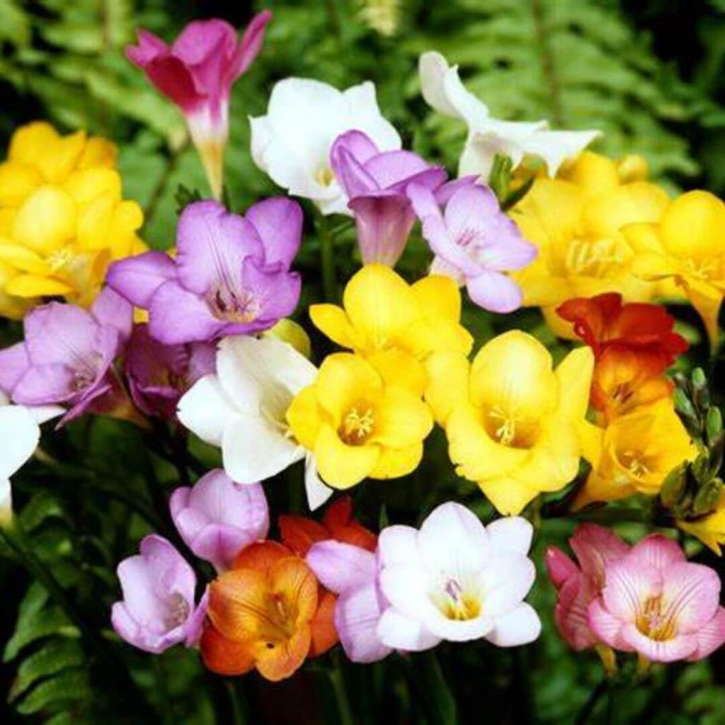 Royal Freesia Fragrance Oil | Craftiviti | Pure Perfume Air Freshener Candle Making Minyak Wangi 香精油