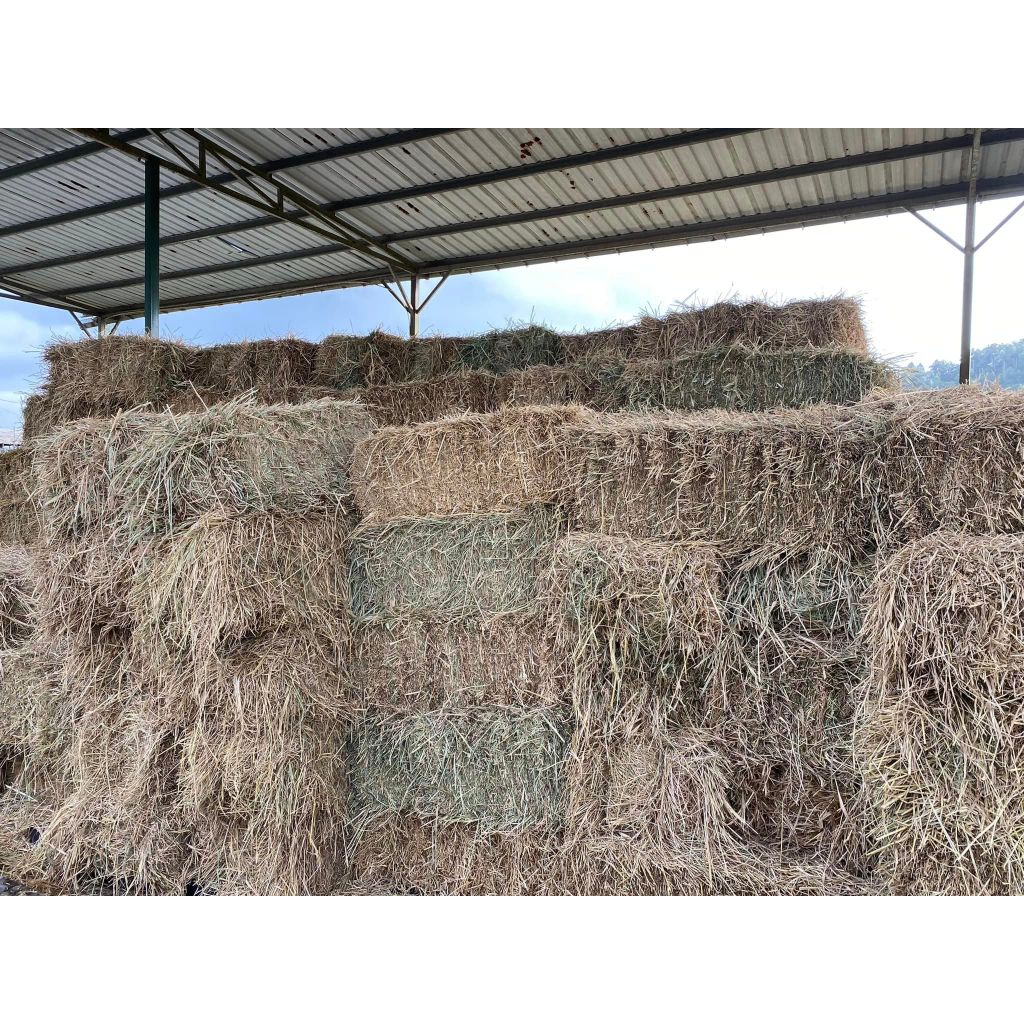 JERAMI PADI TEMPATAN/LOCAL RICE STRAW