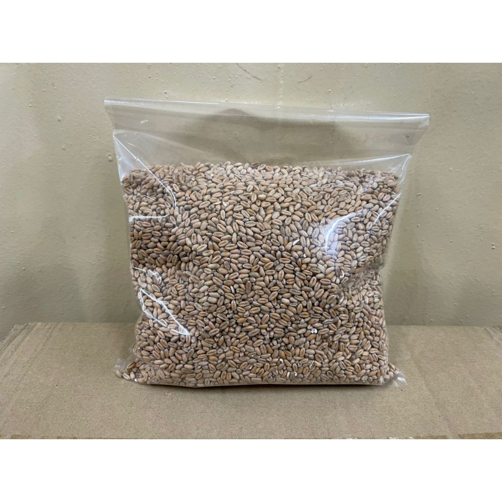 Gandum Makanan Haiwan Wheat Bird Pet Food Feeder Biji Gandum Ayam Burung Itik 小麦粒 [1KG]