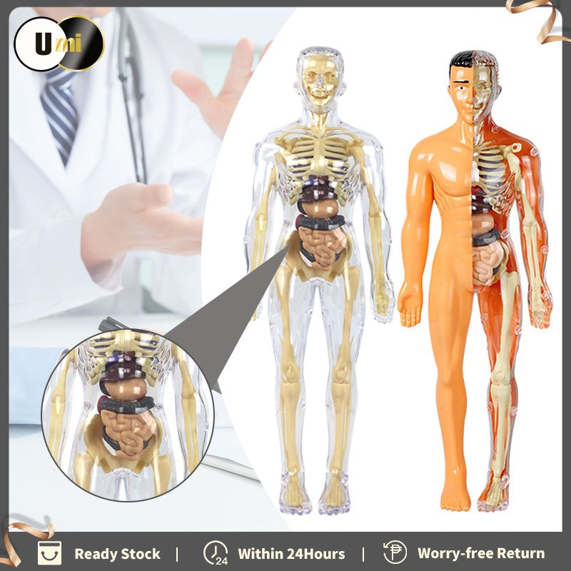3D Human Torso Model Removable Parts Students Science Learning Skeleton Organ Anatomy Model Torso Badan Manusia