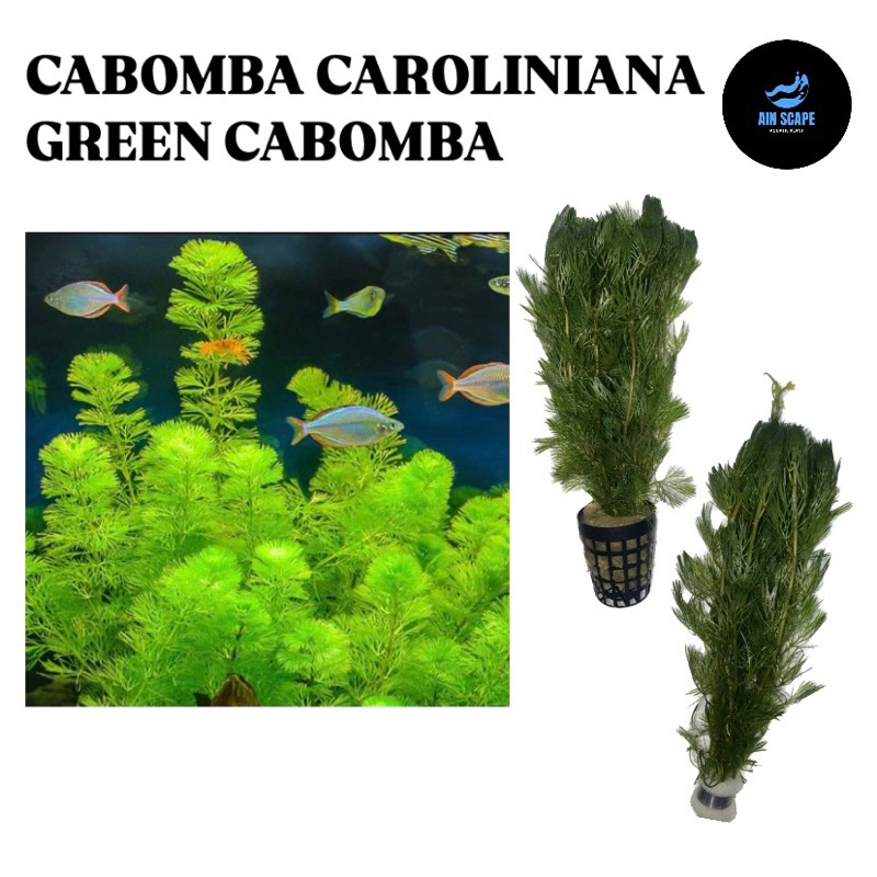 [LOW TECH] Cabomba Caroliniana (green) | Aquatic Live Plant