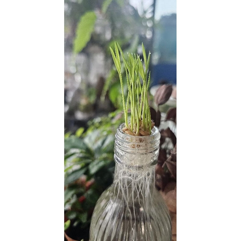 home grow paddy padi short rice exotic plants