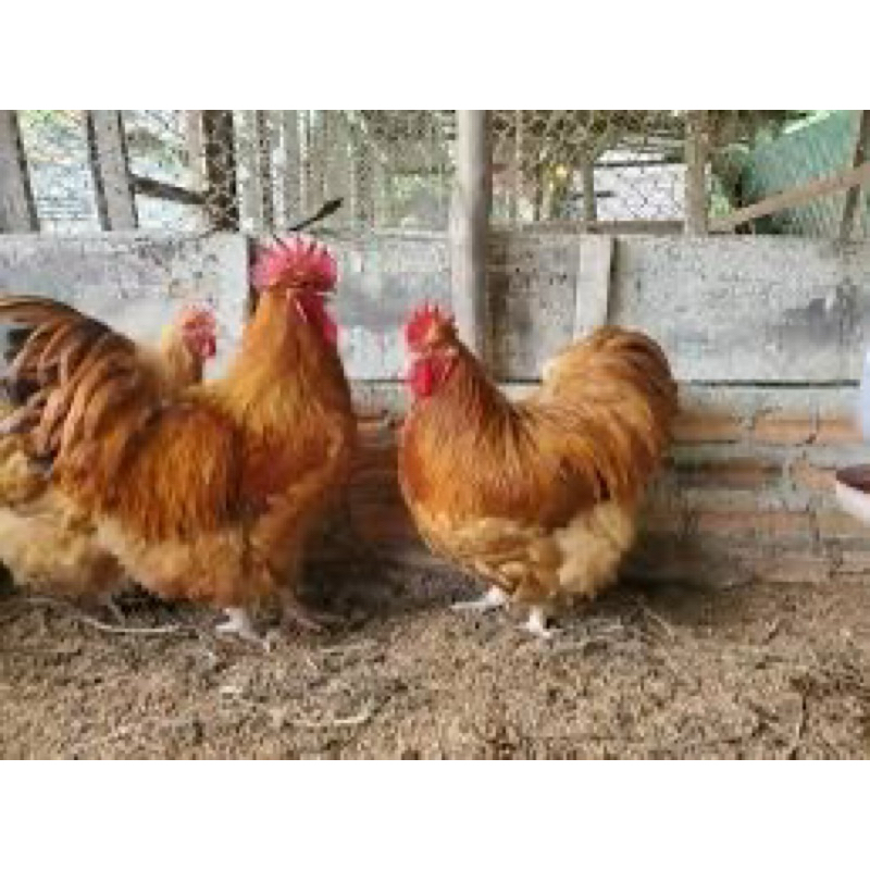 Telur berbenih golden buff Orpington