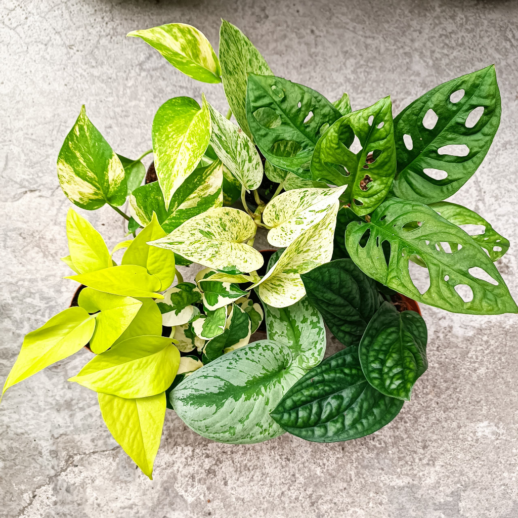 LUSHECO-Monstera/Scindapsus/Money Plant/Potho Indoor Plant P90
