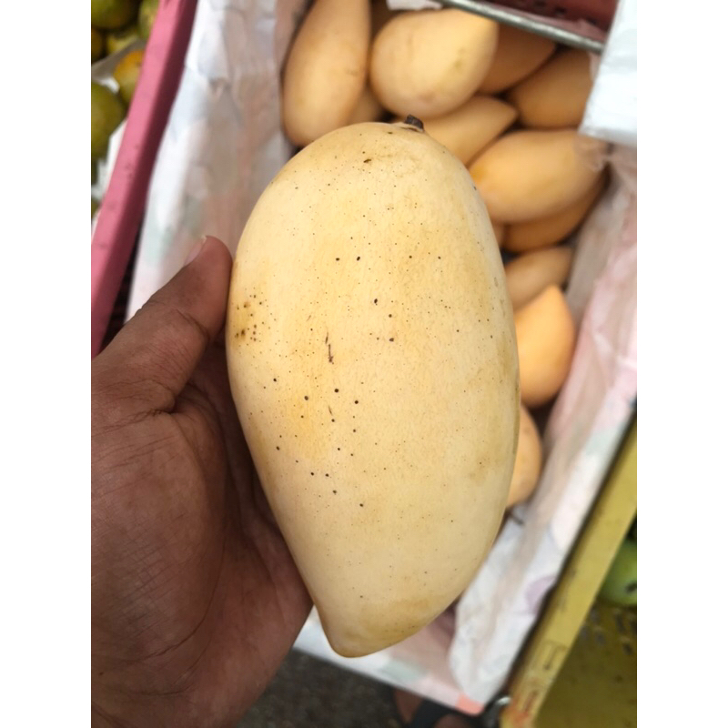 Mangga nam dok mai Mangga Waterlily Thai Mangga Pulut Pauh Masam Manis 1kg