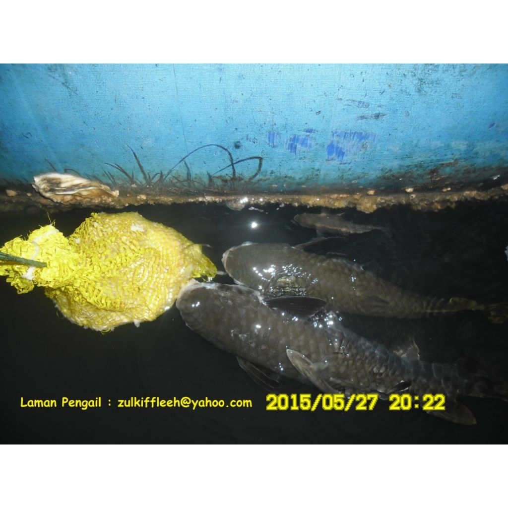 (3pcs)JARING BONJOT RASUAH TAMOK (panggil belanak)