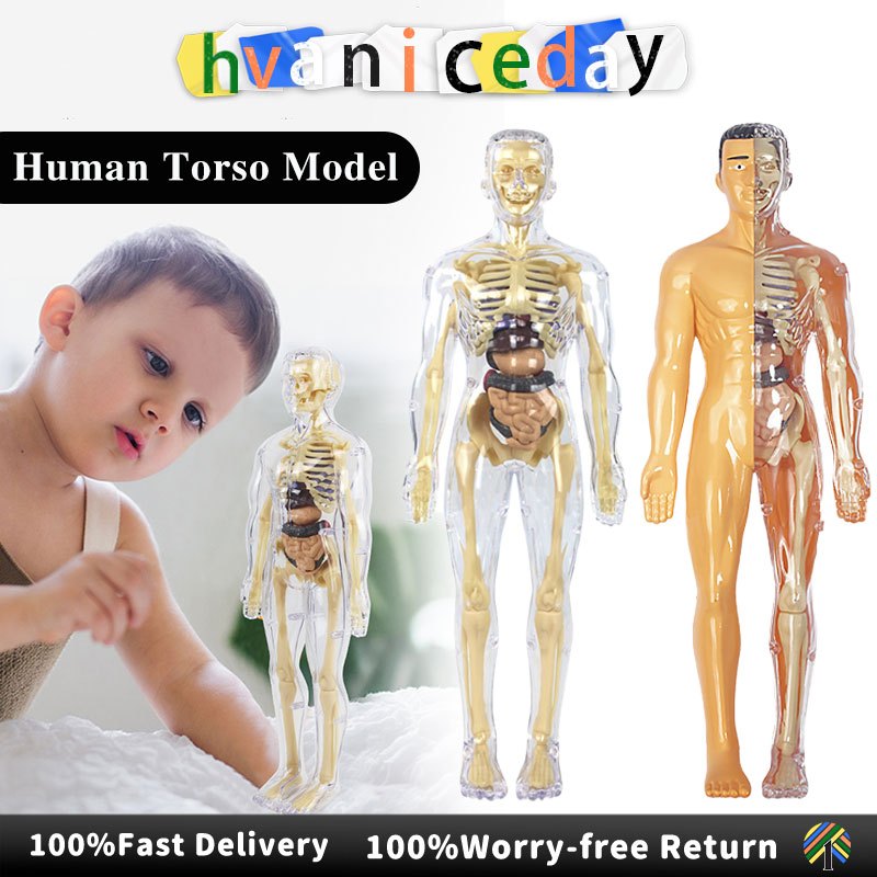 3D Human Body Torso Model Removable Parts Organ Students Science Learning Skeleton Model Sains Badan Teka-teki Manusia