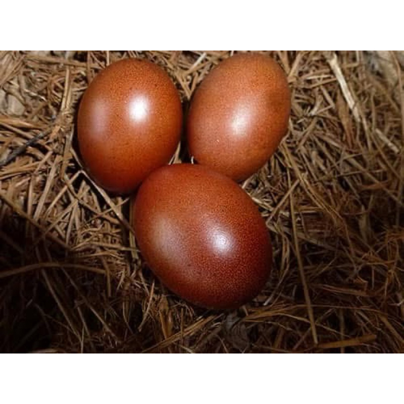 Telur berbenih ayam black copper maran