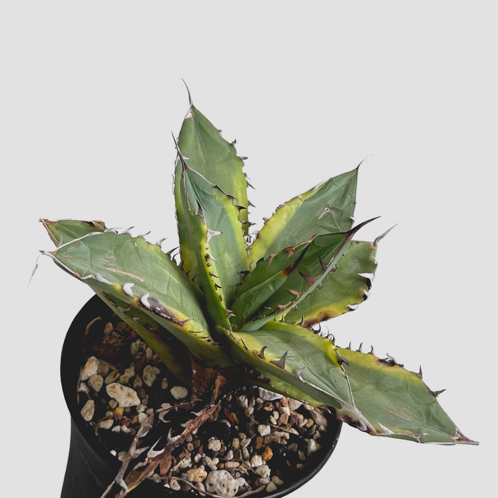 zac.culent - Agave titanota 'Banana Peel' (Variegated Cactus Succulent)
