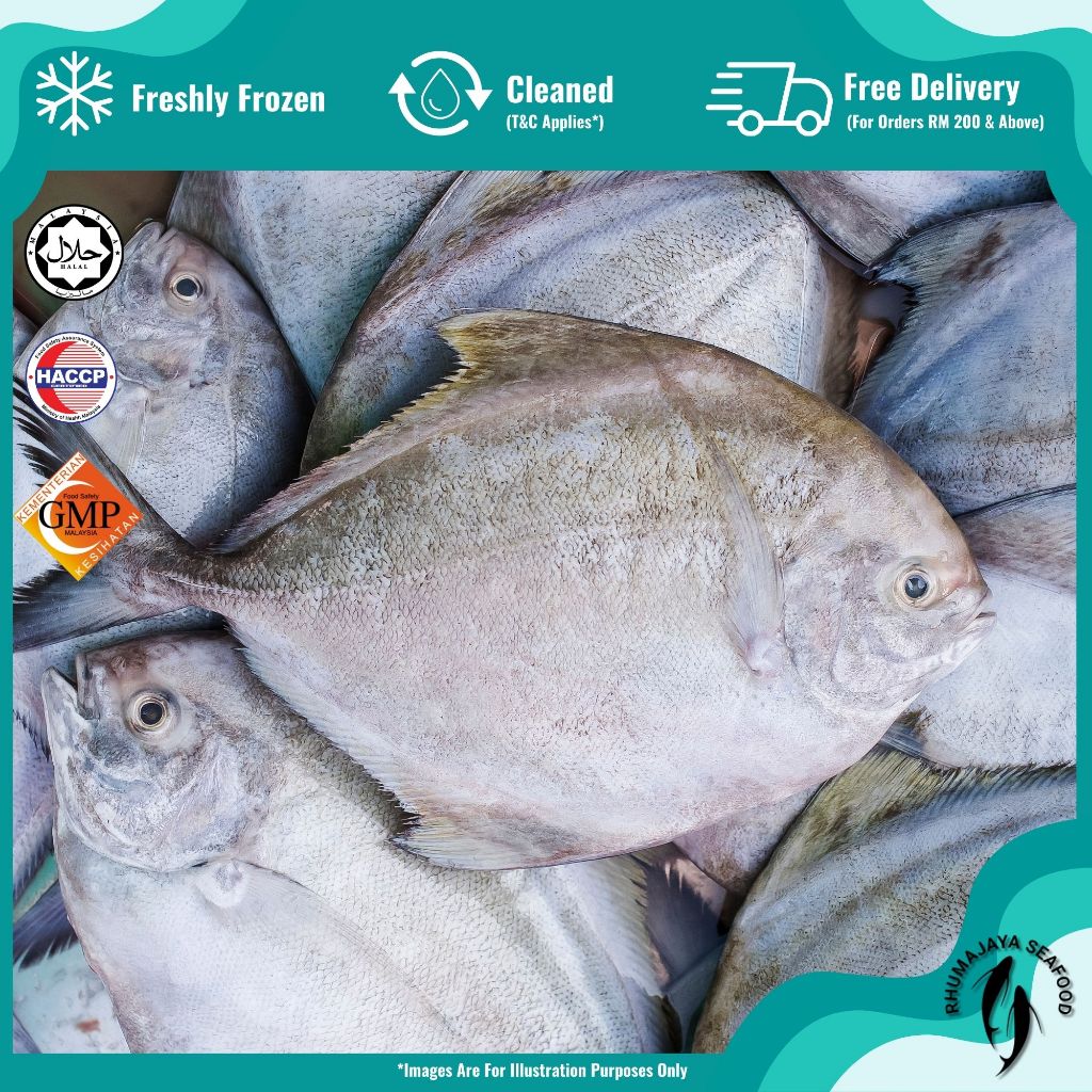 Black Pomfret (Cleaned) Bawal Hitam 黑鲳鱼| Rhumajaya Fresh Frozen Seafood (RMJ)