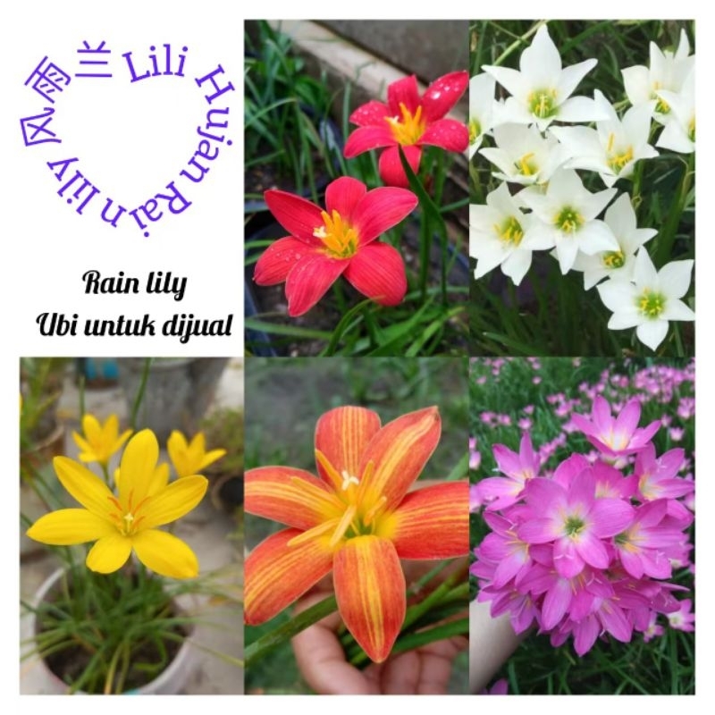 1 ubi Thailand Hybrid Rain Lily flower bulb Bebawang Lili Hujan 风雨兰种球 Zephryanthes seed bulb rainlily  1/4