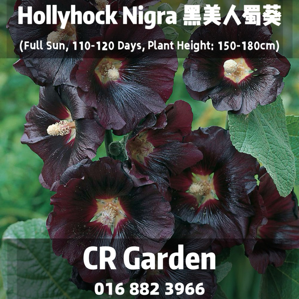 Hollyhock Nigra 5 Seeds 黑美人蜀葵5粒 (Full Sun, 110-120 Days, Plant Height: 150-180cm)