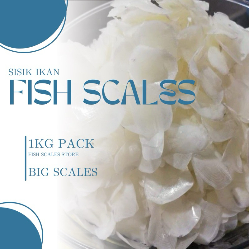 [大片]鱼鳞片 1kg/Big Fish Scales/食甲鱼鱼鳞 大片 鱼鳞冻 /胶原蛋白 /深海鱼鳞 /Fish Scale /Sisik Ikan Siakap