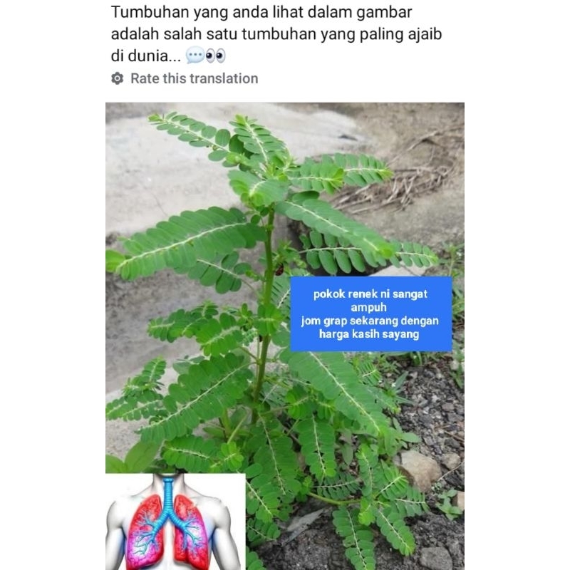macam macam Anak pokok yang sangat berfaedah bagi tubuh badan kita cepat cepat grapppp sebab cepat habis+❤️
