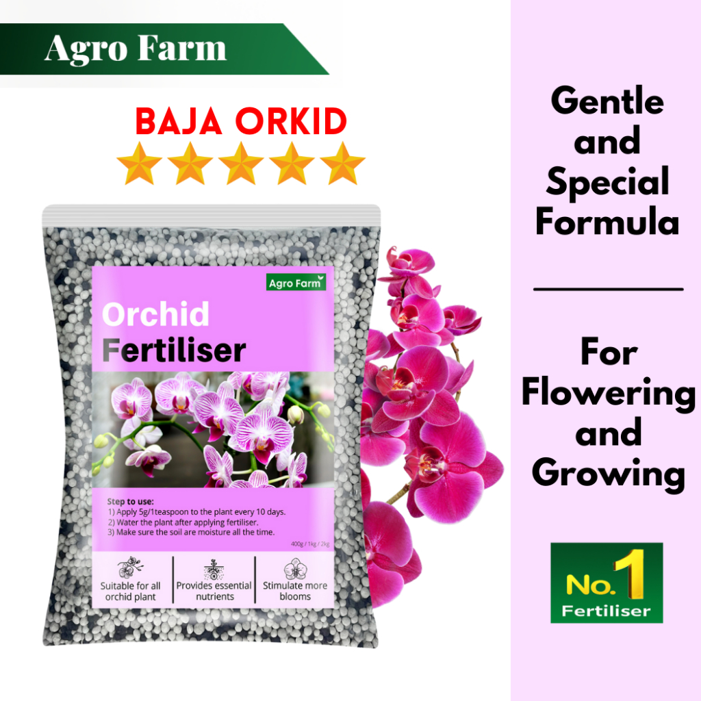 my-11134207-7rash-m9x16wt4btgg4d Orked Harimau - Grammatophyllum speciosum Blume