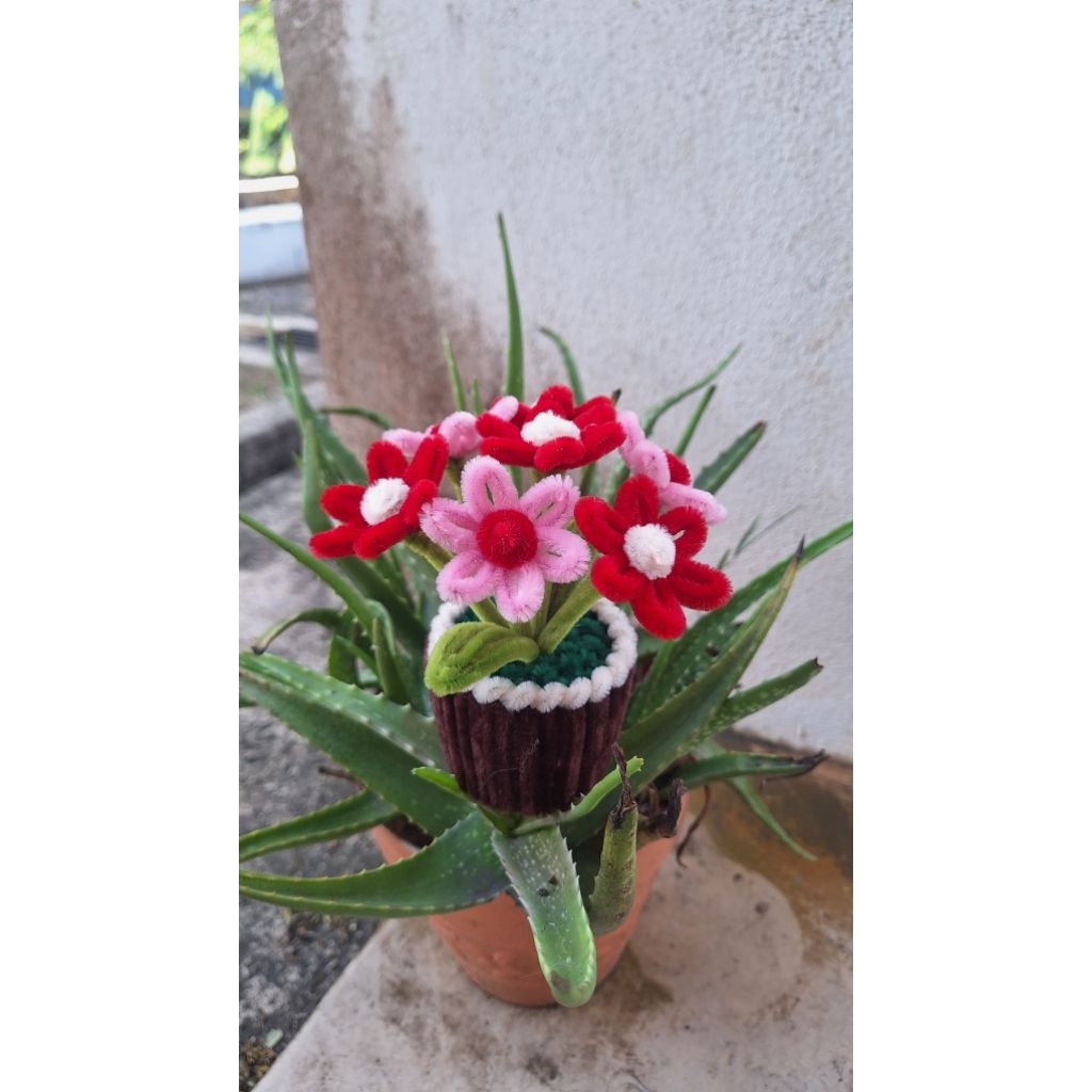 Mini Daisy Flower In Pot Dawai Bulu