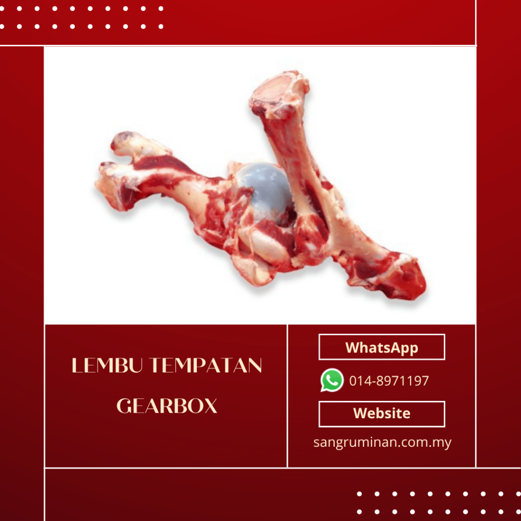 (LEMBU TEMPATAN) Gearbox per 1pcs / Beef Bone Marrow per 1pcs