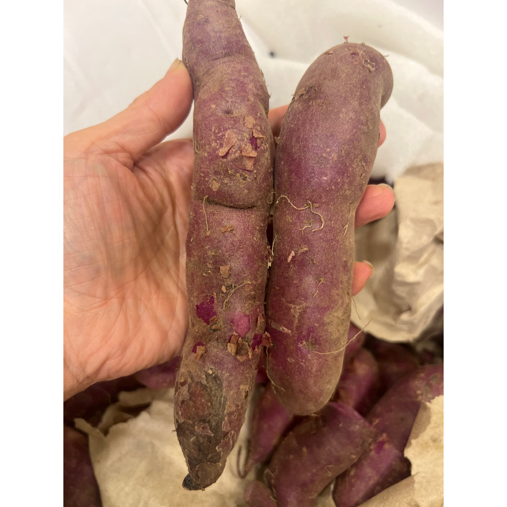 Sweet potatoes Purple Murasaki Ubi Ungu Japa Murasaki.