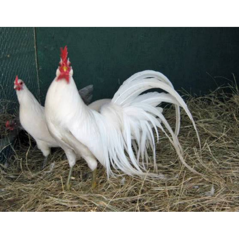 Telur berbenih Ayam phoenix golden mane/ Putih