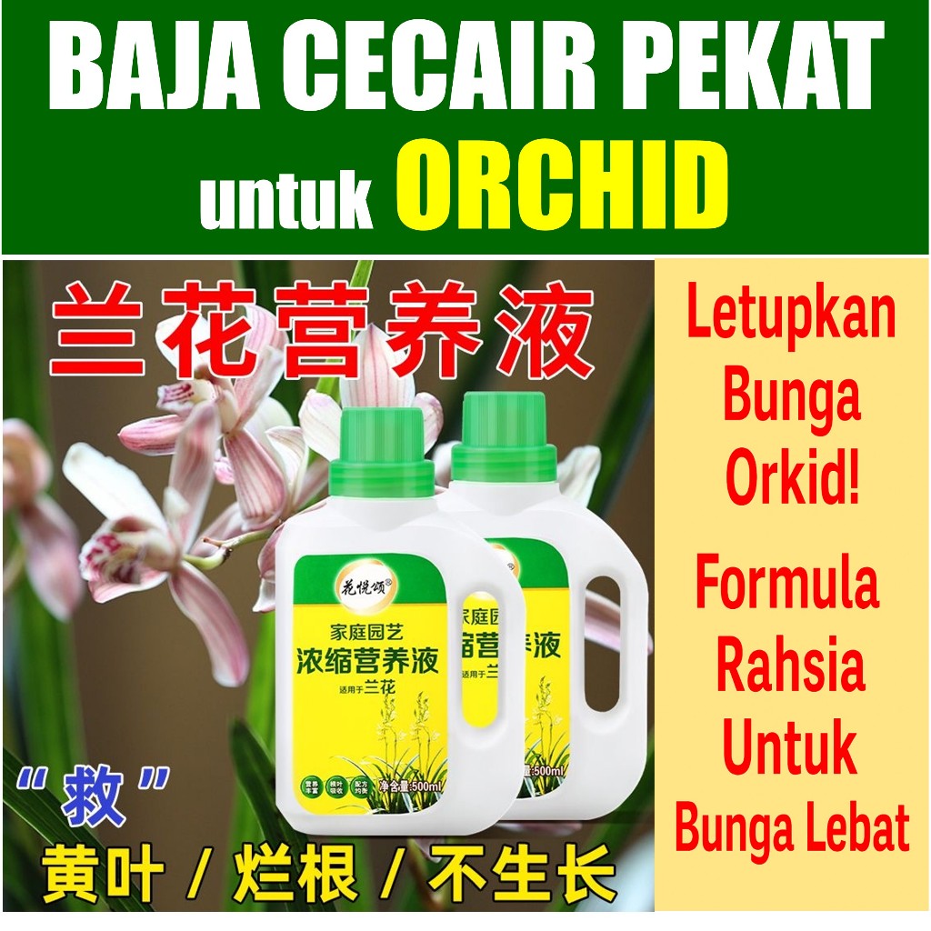 my-11134207-7rasi-m940n2bcoov99c Orked Harimau - Grammatophyllum speciosum Blume