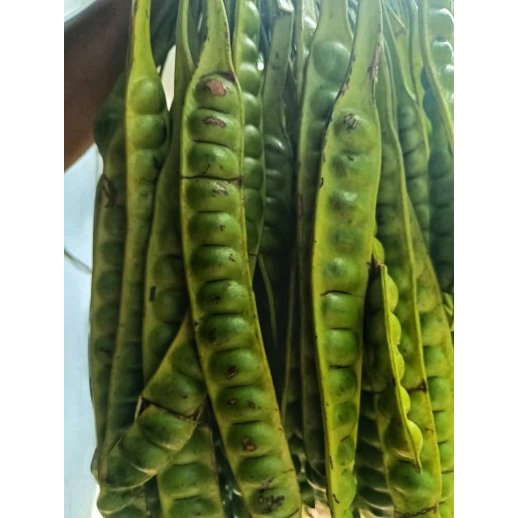 (RM5 - 3 Papan) Petai Kampung Fresh Dari Gerik