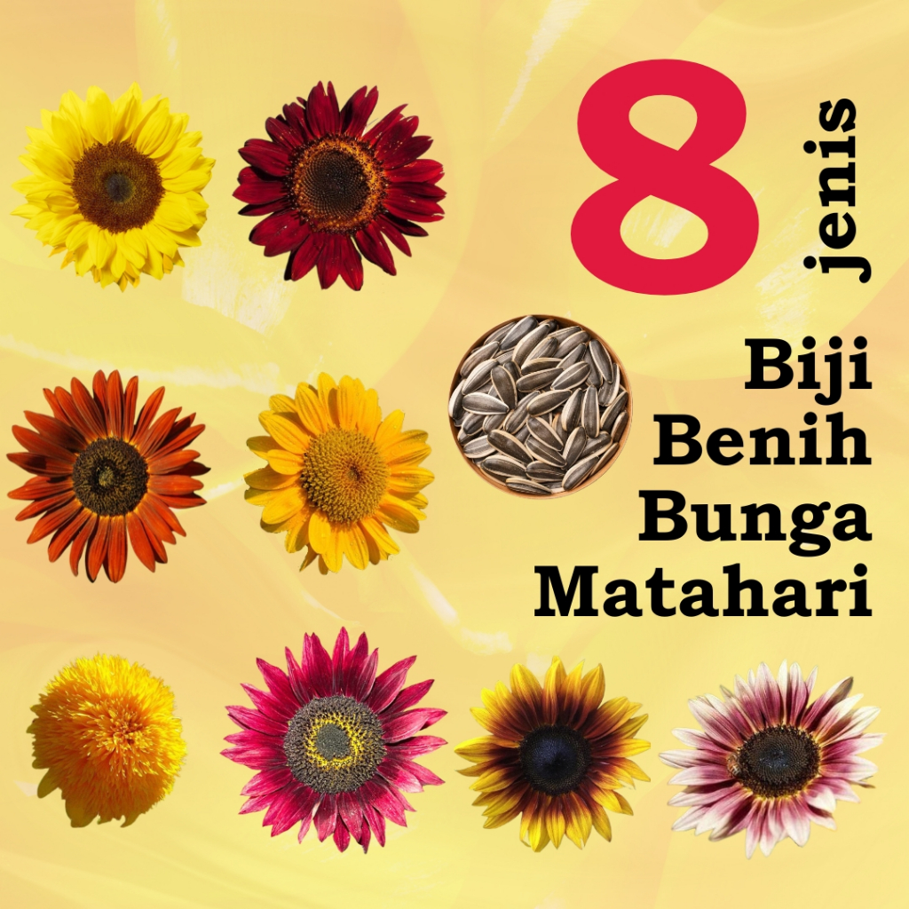 20 Seeds Biji Benih Bunga Matahari Sunflower Seeds 观赏向日葵种子 Sunflower Plant Flower Seed