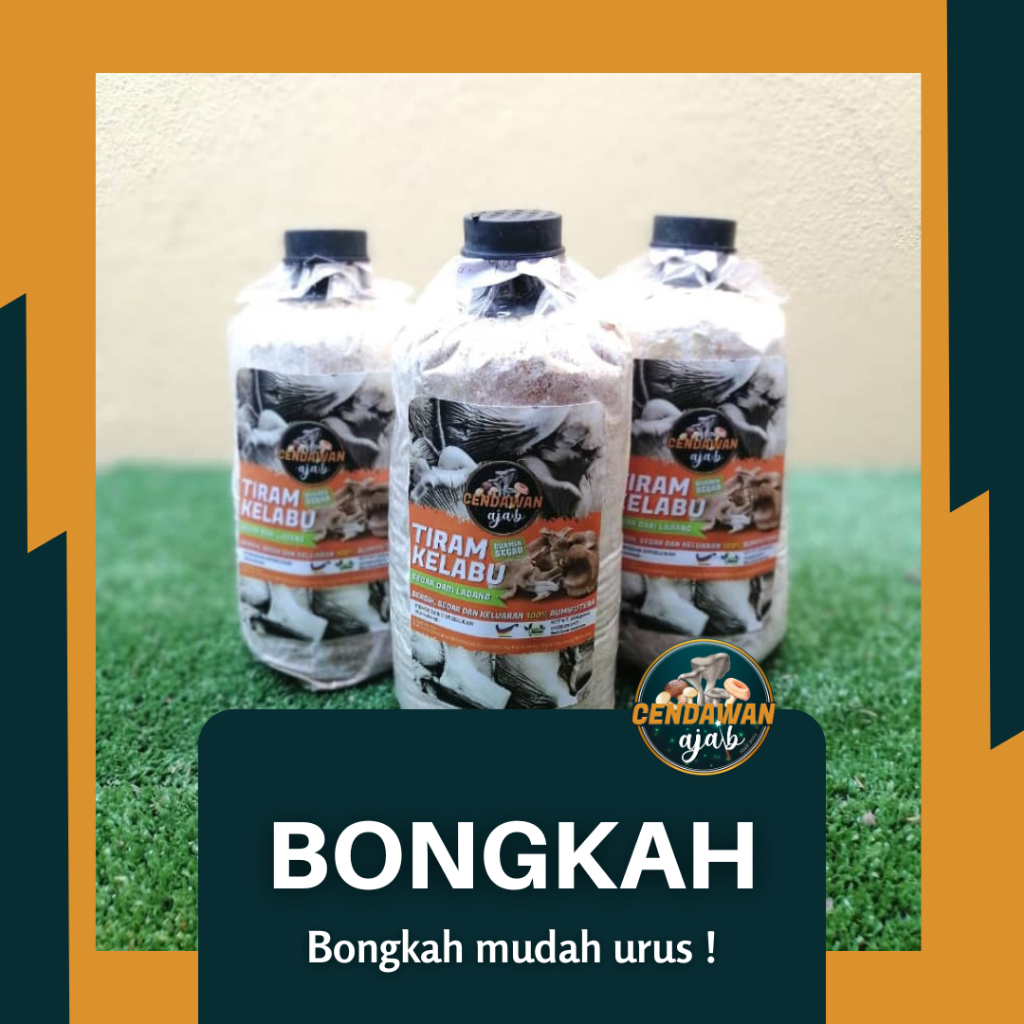 Bongkah Cendawan Tiram Kelabu & Putih (100% matang)