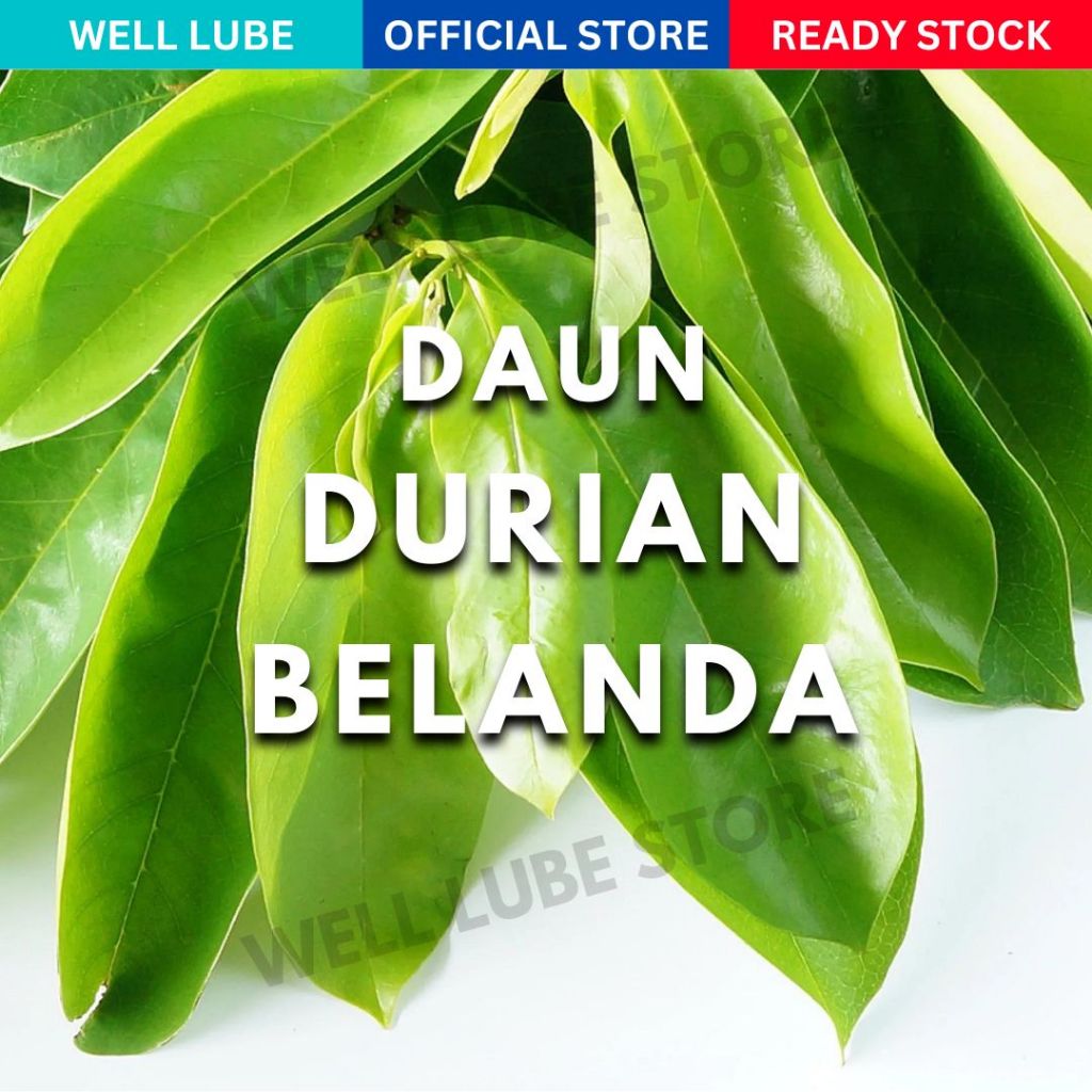 Daun Durian Belanda Segar Fresh Natural Soursop Leaf Berkualiti Tinggi High Quality